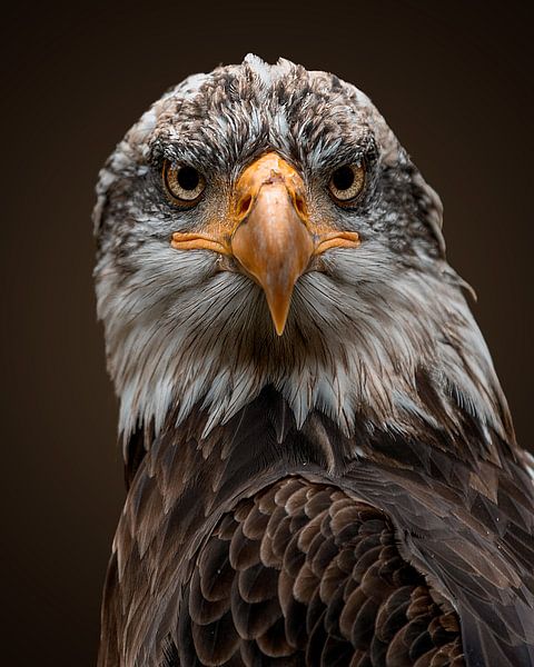 Amerikanischer Weißkopfseeadler Nahaufnahme von Patrick van Bakkum