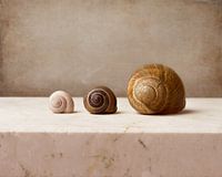Still life snail shell