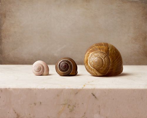 Stilleven slakkenhuis
