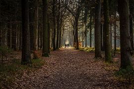Im Licht (Mensingebos Roden) von Alexander van der Molen