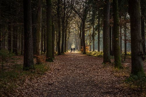 In het licht (Mensingebos Roden)