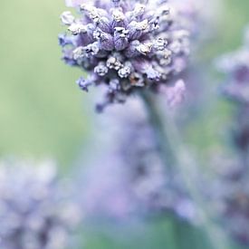 Lavendel aus der Nähe von Nicole Geerinck
