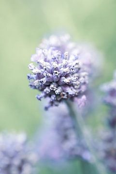 Lavender up close by Nicole Geerinck