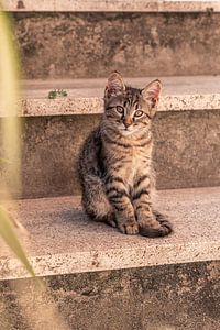 Close up van een kijkende kat op een buitentrap van Dafne Vos