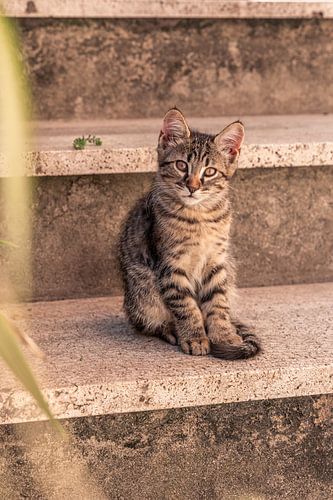 Close up of a watching cat on an outdoor staircase by Dafne Vos