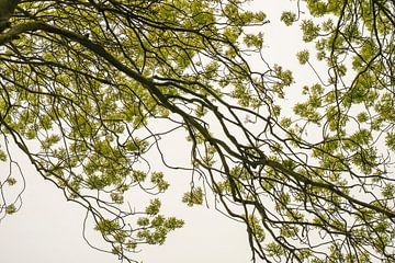 Groene boomkruin. van Alie Ekkelenkamp