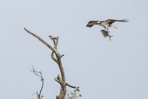 Osprey