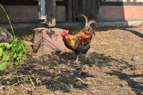 Een haan op de Oost-Berlijnse kinderboerderij