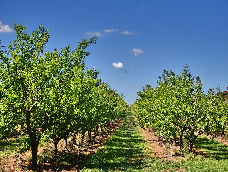 Plantation 6 par Edgar Schermaul