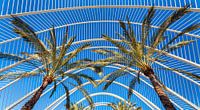 Valencia Palms Espagne par Rob van der Teen Aperçu