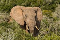 Olifant in groene omgeving Addo Elephant Park Zuid Afrika van John Stijnman thumbnail
