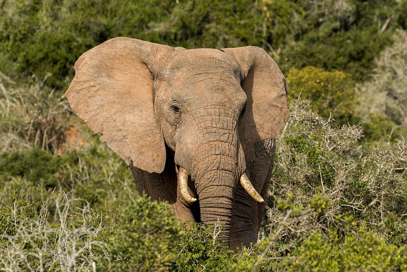 Olifant in groene omgeving Addo Elephant Park Zuid Afrika van John Stijnman