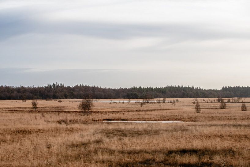Heideland in de winter van Anna Koek