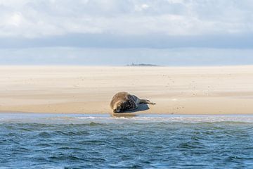 Zeehond op het wad van zeilstrafotografie.nl