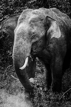 Éléphant sri-lankais noir / blanc sur Rebecca Gruppen