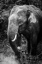 Zwart/wit Sri Lankaanse olifant van Rebecca Gruppen thumbnail