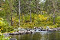 Reindeer in the water
