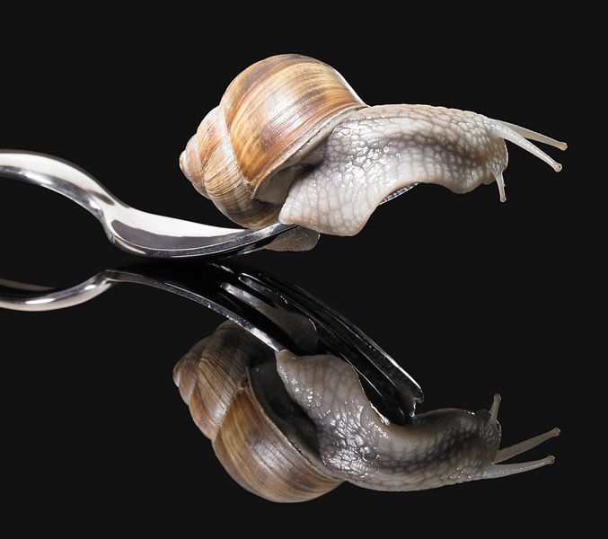 Weinbergschnecke auf einer Gabel von Achim Prill