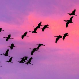 autumn migration cranes by Harry Siegers