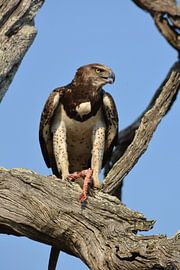 Bird of prey with prey by Bikkel