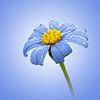 Madeliefje met druppels op een blauwe achtergrond (foto uitvoering) van Gianni Argese