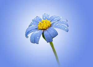 Gänseblümchen mit Tropfen auf blauem Hintergrund (Fotoversion)
