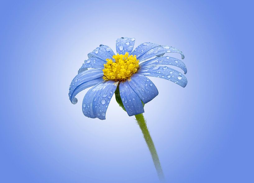 Gänseblümchen mit Tropfen auf blauem Hintergrund (Fotoversion) von Gianni Argese