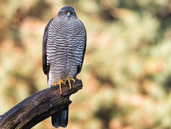 Sperber auf der Lauer