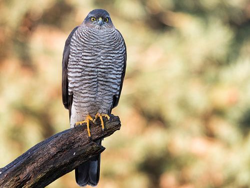 Sperwer op de uitkijk