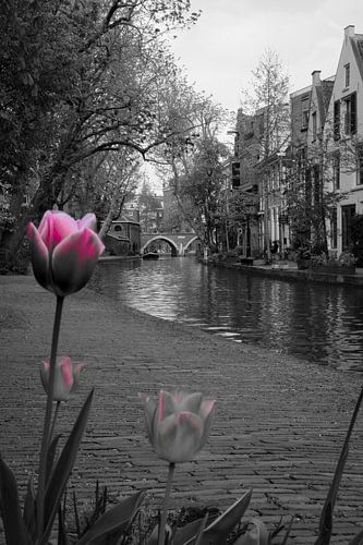 Spring on the Oudegracht, Utrecht