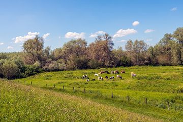 Malerische niederländische Landschaft mit Kühen