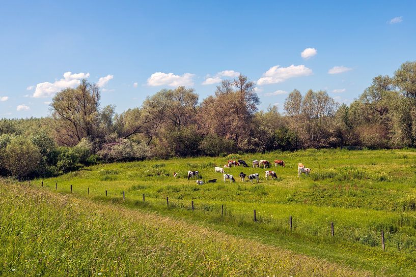Malerische niederländische Landschaft mit Kühen von Ruud Morijn