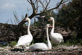 Schwanen-Trio in Farbe am Ufer von Bram Tempelaar Photography