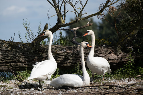 Schwanen-Trio in Farbe am Ufer