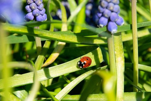 Lieveheersbeestje tussen de blauwe druifjes