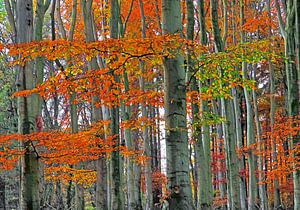 Herbst im Buchenwald