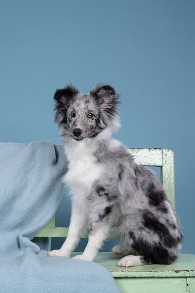 Schattige shetland schaaphond (sheltie) zit op bank van Leoniek van der Vliet