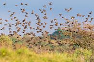 Swarm of starlings in autumn by Marcel Alsemgeest thumbnail