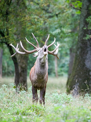 Een roepende, statige hert in het herfstbos