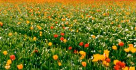 Bunte Tulpen, abstrakt