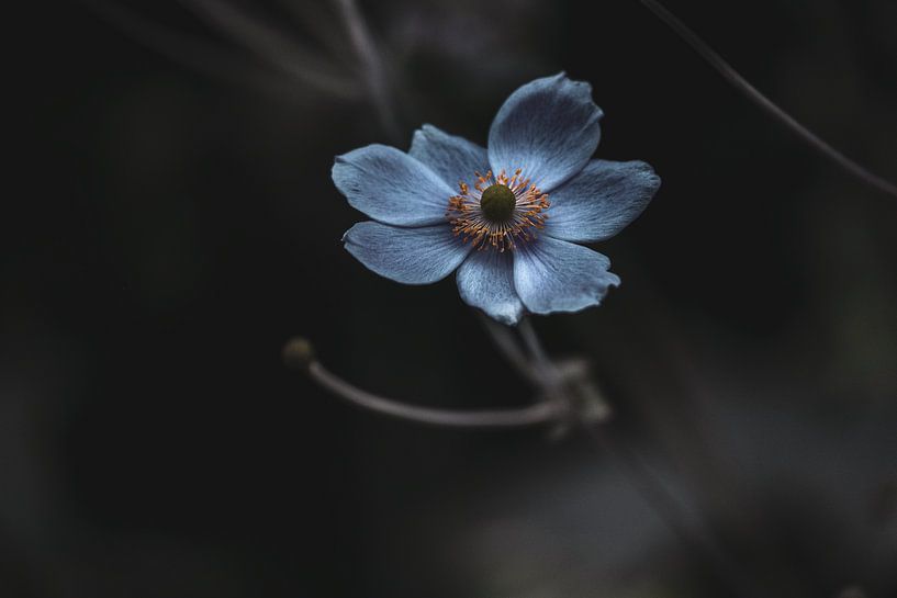 Chinesische Anemone (blau) - Anemone Hupehensis von Jan Eijk