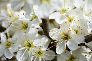 Fleurs blanches au soleil