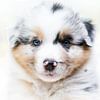 Close up Australian Shepherd van Cindy Van den Broecke