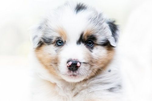 Close up Australian Shepherd van Cindy Van den Broecke