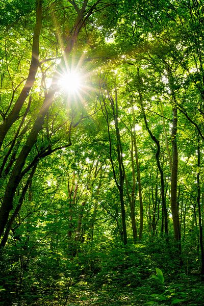 Zon in het bos van Günter Albers