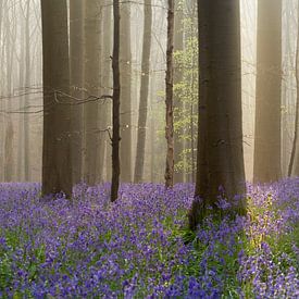 Fairytale Haller forest I - Bluebells festival by Daan Duvillier | Dsquared Photography