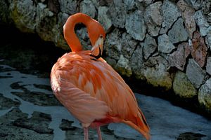 Flamant à Curaçao