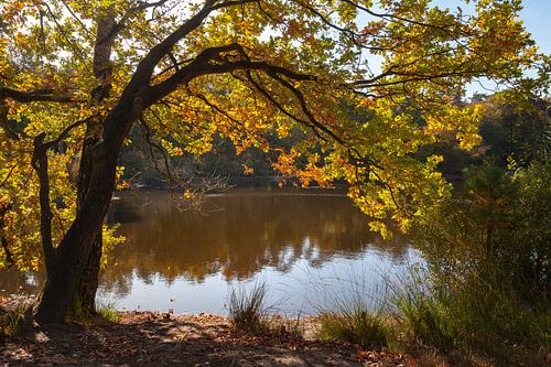 Schöne Aussicht auf die Wälder und Moore von Oisterwijk