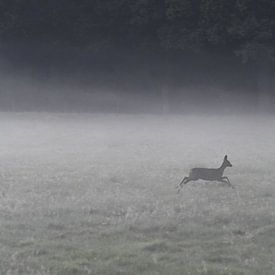Deer in morning fog by Pauline Bergsma