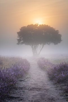 Westerheide  Savanne in de mist van Koen Boelrijk Photography